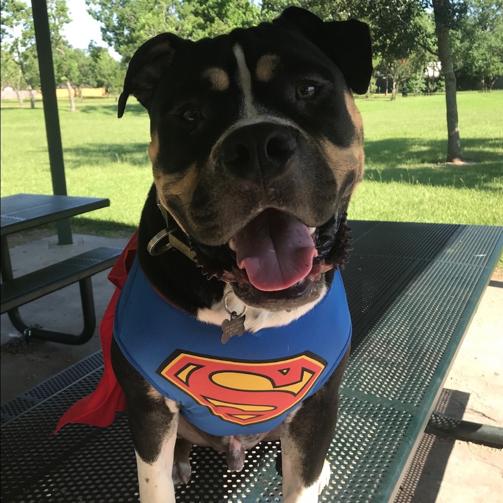 Dog costume